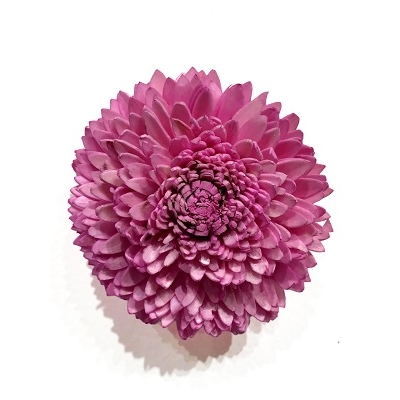 Pale Pink 4 inch Dahlia Magnet 